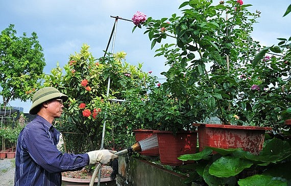 Theo kinh nghiệm trồng hoa hồng cổ, người trồng hoa hồng cổ cần bấm ngọn, chăm sóc cây sau khi hoa hồng đã rộ bông để tập trung dưỡng chất cho mầm cây mới.