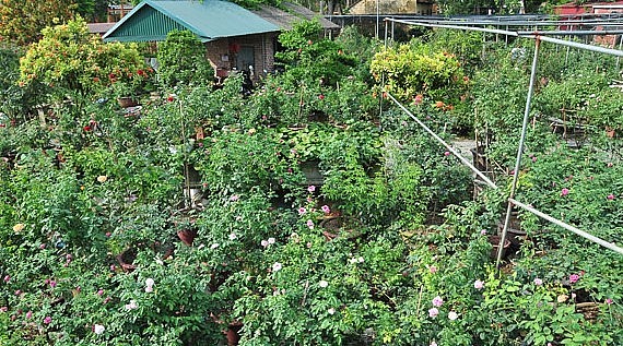 Hoa hồng cổ là loại cây có giá trị kinh tế cao, rất thích hợp và phát triển trong điều kiện khí hậu, thổ nhưỡng tại Văn Giang, tỉnh Hưng Yên.