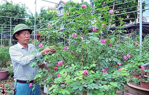 Ông Diễn chăm sóc các loại hoa hồng cổ trong vườn ươm giống của gia đình.