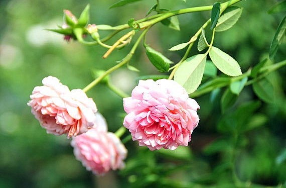 Cùng với hoa hồng cổ Sapa, hoa hồng cổ Văn Khôi được nhiều nhà vườn trồng bởi ưu điểm hoa to, hương thơm dịu nhẹ dễ chịu, có màu phớt hồng được nhiều người ưa thích.