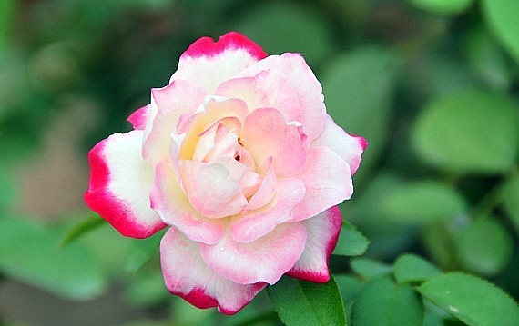 Ngoài ra nhà vườn còn trồng và ươm nhiều giống hoa hồng ngoại như hoa hồng Anh quốc, hoa hồng Pháp, hoa hồng Thái Lan, để đa dạng hóa sản phẩm đáp ứng nhu cầu thị trường.