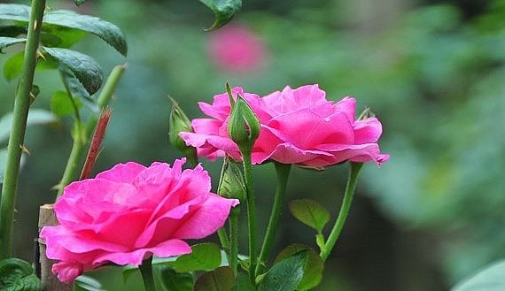 Nghề trồng hoa hồng cổ đang đem lại lợi nhuận hàng tỷ đồng cho mỗi nhà vườn ở Phụng Công.