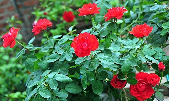 Vẻ đẹp rực rỡ, viên mãn của hoa hồng tố nữ thời kỳ rộ bông.