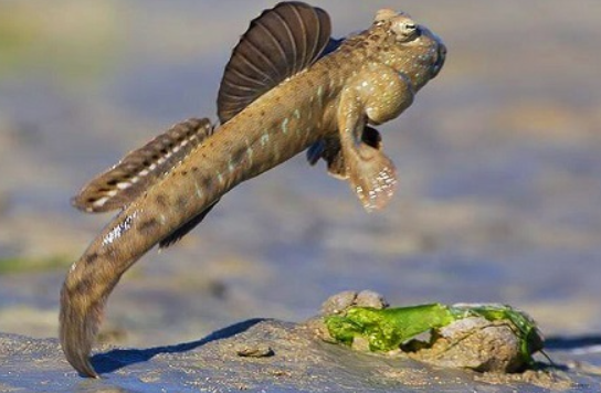 Chế biến cá thòi lòi được mệnh danh là “kỳ lạ nhất hành tinh” theo cách này, đảm bảo ăn ngon quên lối về