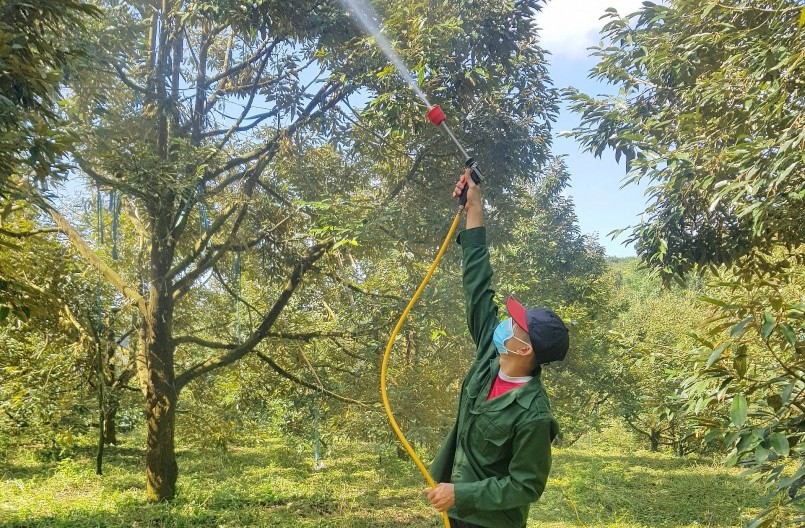 Nông dân Đắk Nông chăm sóc cây sầu riêng. Ảnh: Phan Tuấn