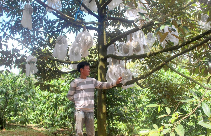 Sầu riêng hiện đang mang lại thu nhập cao nên có sức hút lớn đối với người nông dân. Ảnh: Bảo Lâm