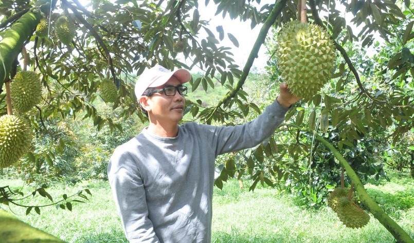 Cây sầu riêng đang cho hiệu quả kinh tế cao nên người dân ở nhiều địa phương đổ xô trồng.