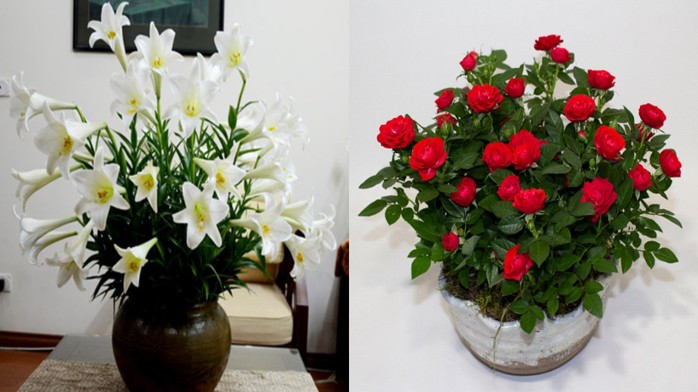 Trong phòng ngủ có 4 loại hoa này, đẹp thì đẹp nhưng giấc ngủ ngày càng kém, sức khỏe xuống dốc