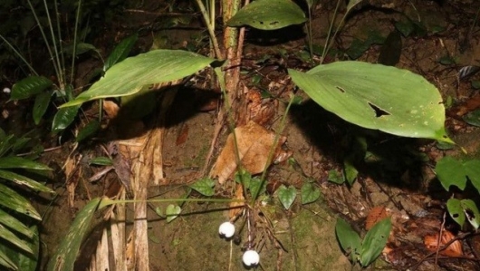 Phát hiện loài tỏi rừng mới ở Thừa Thiên-Huế