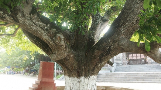 Vì sao đại cổ thụ lộc vừng "cửu long khởi vũ" đứng đầu những cây di sản ở Việt Nam?