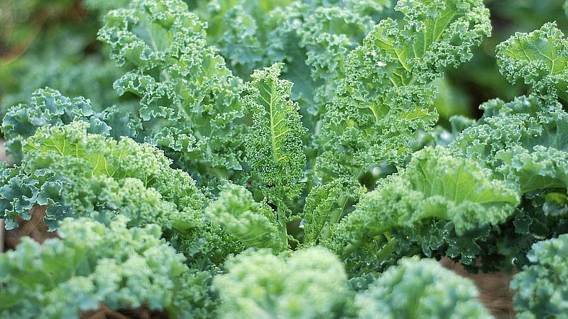 Cải xoăn hay còn gọi là cải Kale