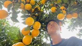 Trồng thành công loại cam ngon nhất thế giới, anh nông dân Mộc Châu kiếm tiền tỷ ngay tại vườn