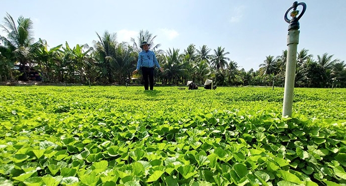Ruộng rau má xanh mướt của gia đình ông Trương Văn Đẹp đang cho thu hoạch