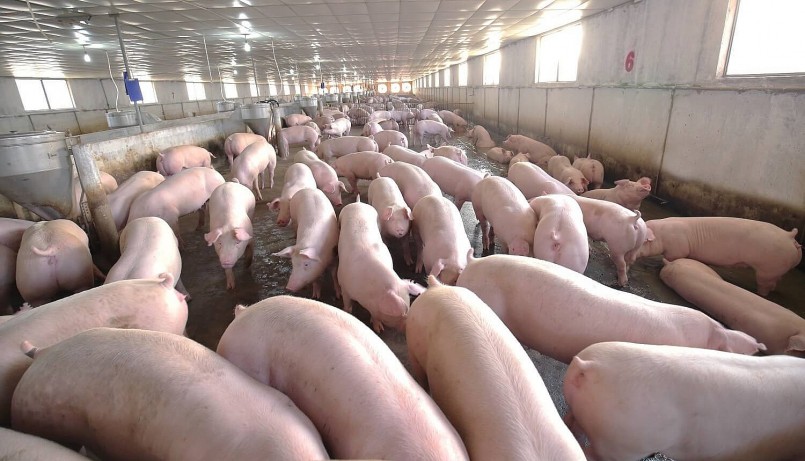 Giá heo hơi hôm nay (1/4) suy giảm khiến thua lỗ kéo dài cần hỗ trợ vốn vay cho người chăn nuôi.