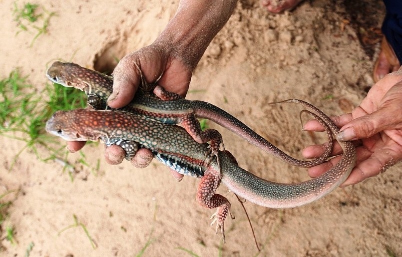 Xã Phước Hải (huyện Ninh Phước) hiện có trên 40 hộ nuôi dông trên cát với diện tích khoảng gần 10 ha.