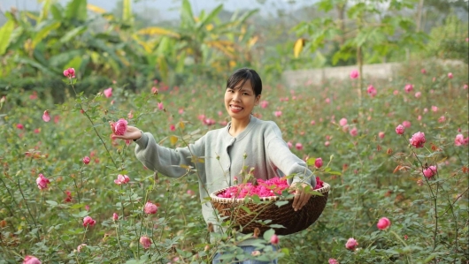 Rời thủ đô về xứ Mường biến vườn tạp thành rừng hoa hồng lớn nhất xứ Thanh làm ra trà hoa hồng thượng hạng