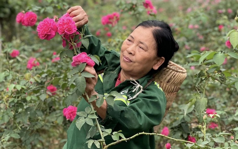 Vườn hồng ngày càng mở rộng và tạo việc làm cho bà con ở địa phương.