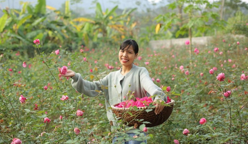 Chị Trần Thị Hồng luôn cảm thấy mãn nguyện với vườn hồng vạn bông ở quê nhà Cẩm Thủy.