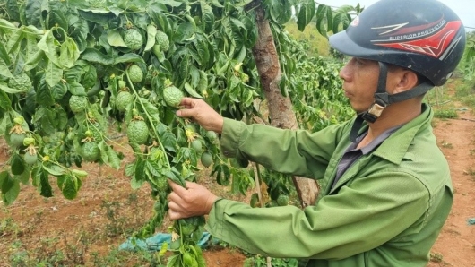 Vườn chanh dây ở Gia Lai tới ngày thu hoạch bị chặt phá héo rũ thiệt hại hàng trăm triệu đồng
