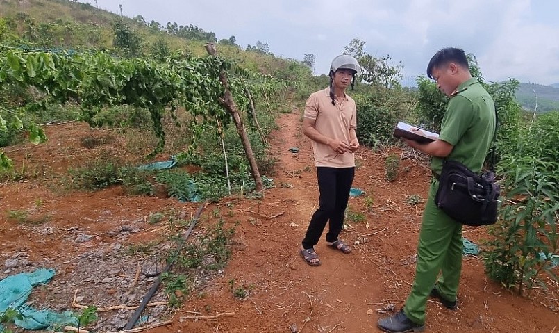 Lực lượng Công an địa phương đang điều tra xác minh vụ việc vườn chanh dây bị chặt phá.