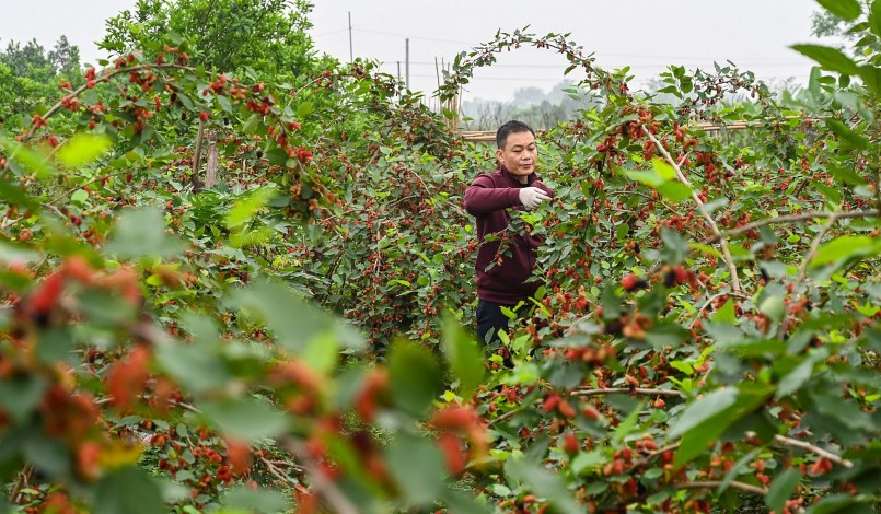 Các hộ nông dân làm nghề trồng dâu ở các xã Dương Liễu, Hiệp Thuận thuộc huyện Hoài Đức và Phúc Thọ (Hà Nội) đang tất bật chăm sóc, cắt tỉa lá để chuẩn bị đón khách.