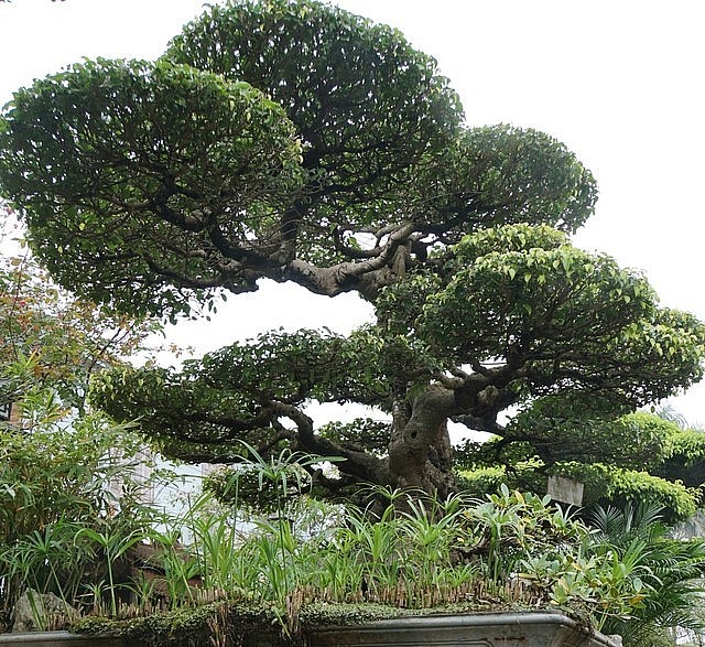 Làng Vị Khê nổi tiếng với nghề cây cảnh nơi tạo ra những bonsai tiền tỷ.