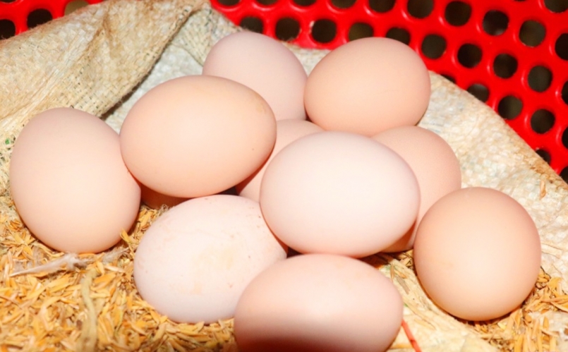 với hơn 3.000 con gà đẻ, mỗi ngày anh thu được hơn 2.000 - 2.500 quả trứng