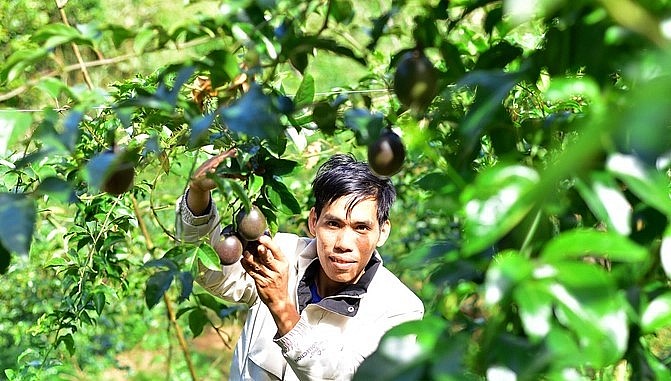 Mỗi tháng, 1 sào (1.000m2) chanh dây cho gia đình anh Trịnh Xuân Trường thu hoạch 10 tấn trái.