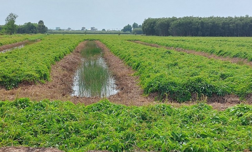 Ruộng khoai mỡ năm nay ở huyện Tân Phước tốt tươi, năng suất cao.