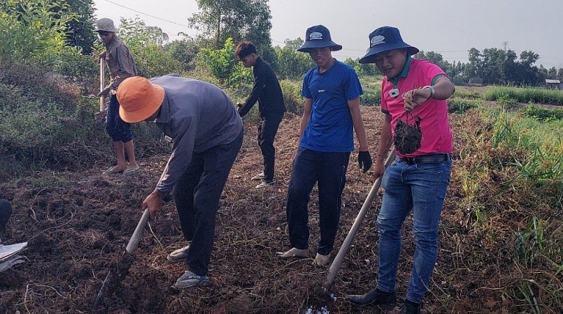 Nông dân huyện Tân Phước, tỉnh Tiền Giang thu hoạch vụ khoai mỡ với niềm vui trúng giá.