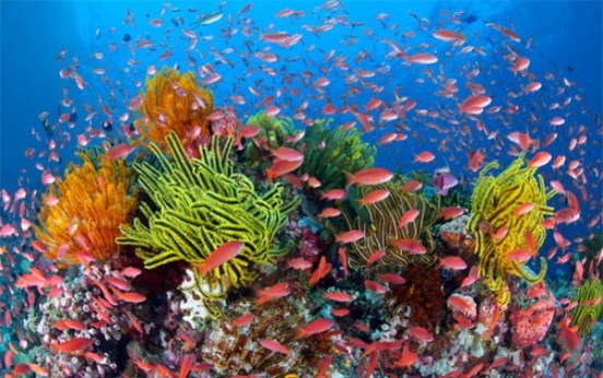 Ngắm san hô Cô Tô sắp trở thành điều xa xỉ