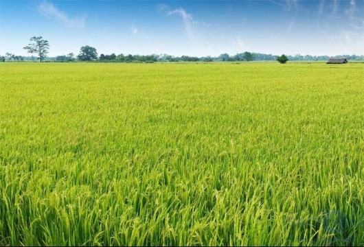 Bắc Giang: Thực hiện chuyển đổi cơ cấu cây trồng trên diện tích đất trồng lúa 2023