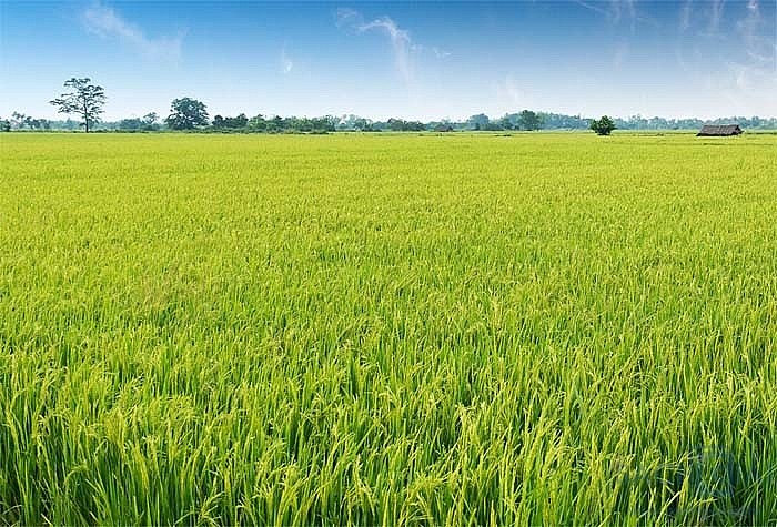 Bắc Giang: Thực hiện chuyển đổi cơ cấu cây trồng trên diện tích đất trồng lúa 2023