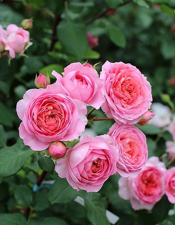 Hoa hồng Chanel  có hương thơm dịu nhẹ.