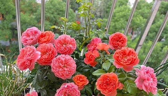 Hoa hồng Chanel sinh ra là để trồng ở ban công.
