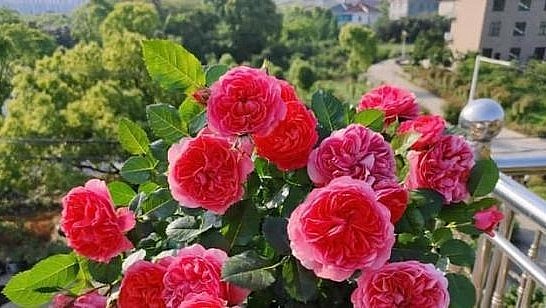 Với khả năng thích nghi đặc biệt nên hồng Chanel rất phù hợp để trồng trên ban công và ra hoa quanh năm.