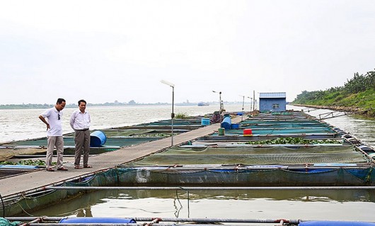 Hưng Yên xây dựng thương hiệu cho nghề nuôi cá lồng trên sông