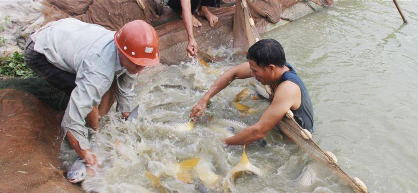 Hưng Yên xây dựng thương hiệu cho nghề nuôi cá lồng trên sông