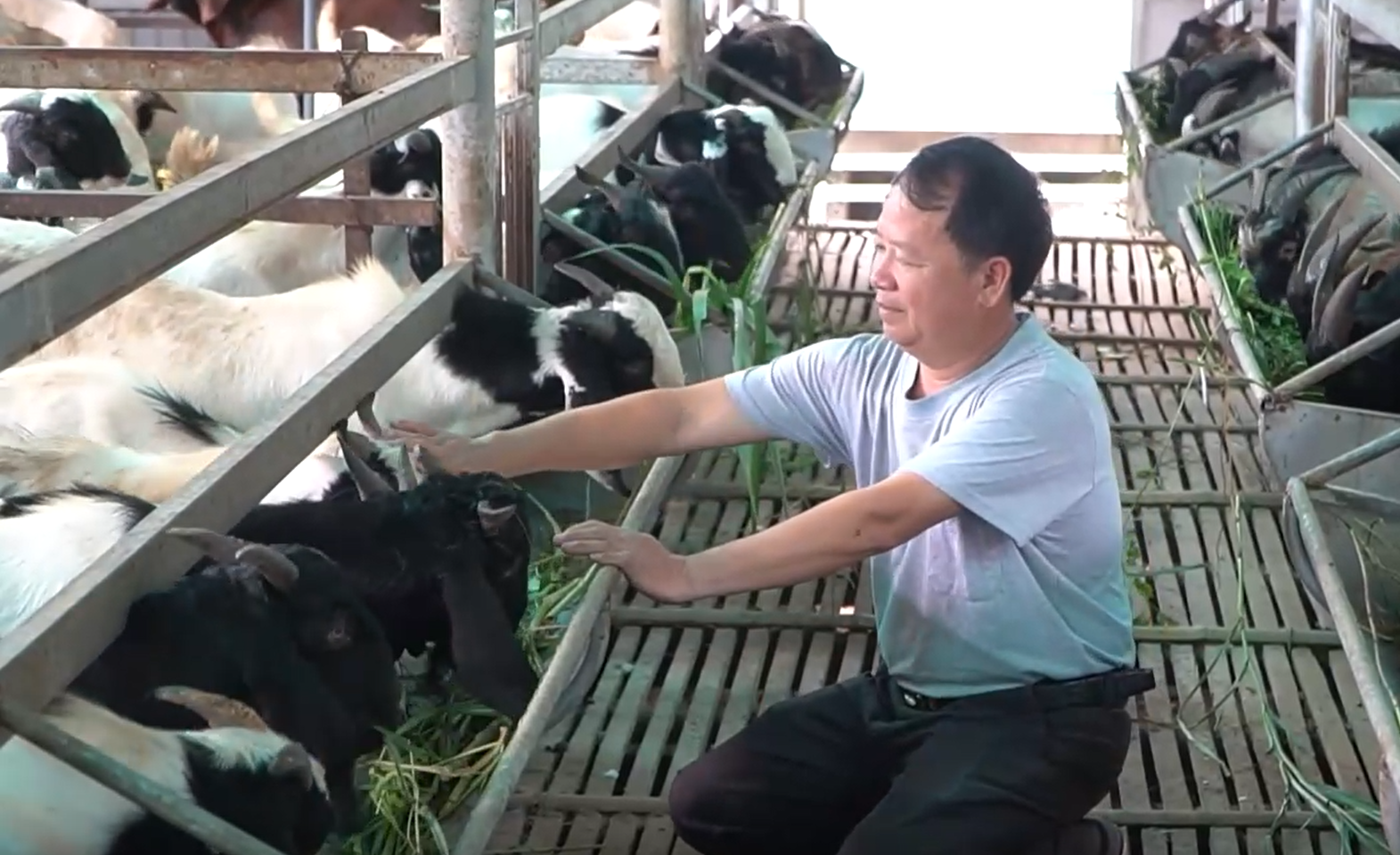Ông Mai Văn Toản đang sở hữu trại nuôi dê lớn nhất huyện Nga Sơn (Thanh Hóa). 