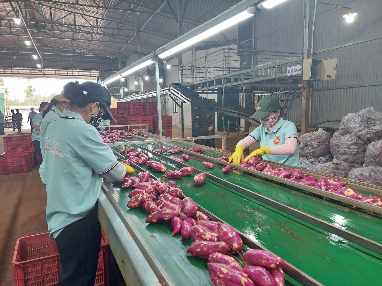 Đắk Lắk: Chuẩn bị mã vùng trồng cho khoai lang xuất khẩu sang Trung Quốc
