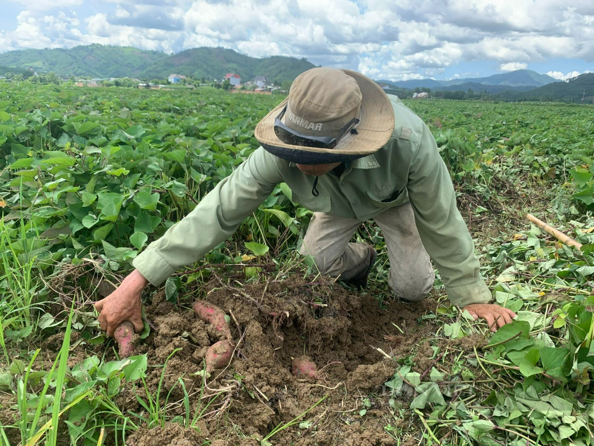 Đắk Lắk: Chuẩn bị mã vùng trồng cho khoai lang xuất khẩu sang Trung Quốc