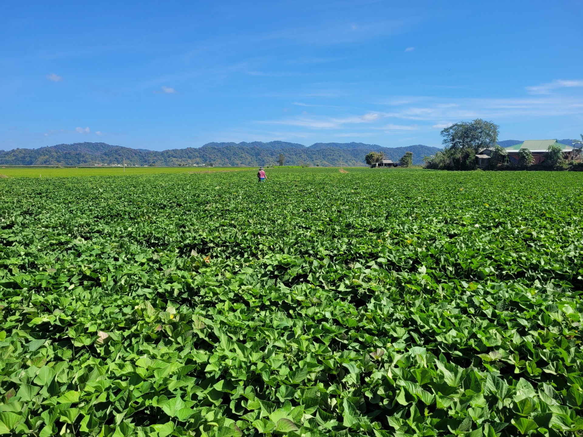 Đắk Lắk: Chuẩn bị mã vùng trồng cho khoai lang xuất khẩu sang Trung Quốc