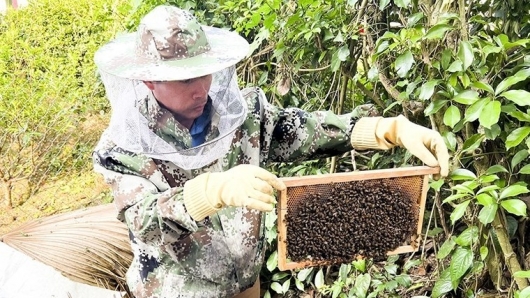 Bí quyết nuôi ong cho thứ mật đặc biệt bán 300 nghìn/lít, mỗi năm thu 250 triệu đồng