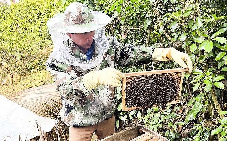 Gia đình anh Hùng đang nuôi 60 đàn ong, mỗi năm thu nhập từ 200 - 250 triệu đồng.
