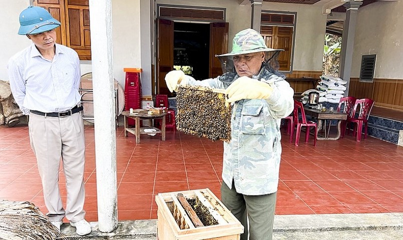 Ông Hồng kiểm tra cầu ong để căn ngày vắt mật đạt hiệu quả cao nhất.