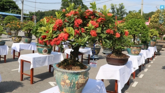 Tạo dáng bonsai cho loài hoa biểu tượng của hôn nhân, bất ngờ với những siêu phẩm trăm triệu