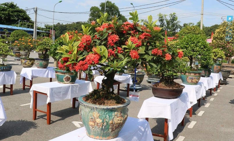 Thú chơi bonsai hoa mẫu đơn ngày càng nở rộ.