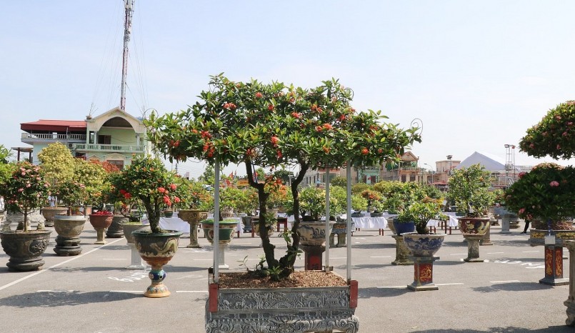 Có những bonsai mẫu đơn cổ thụ dáng đẹp trị giá hàng trăm triệu đồng.