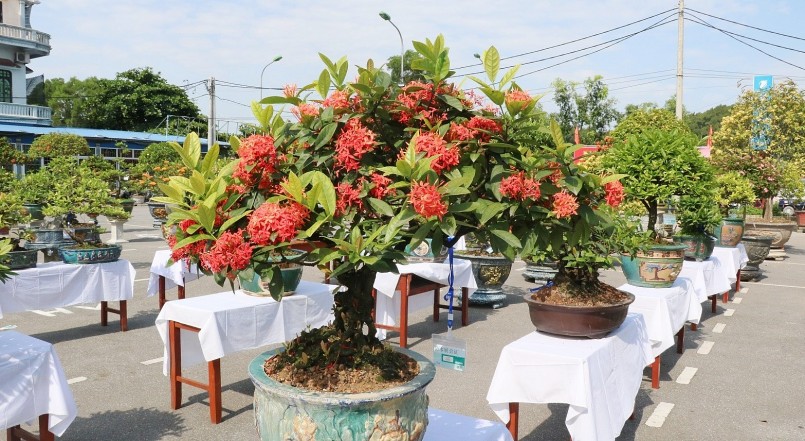 Tỉnh Nam Định là nơi phát triển mạnh bonsai hoa mẫu đơn, các hoạt động triển lãm cũng được tổ chức hoánh tráng.