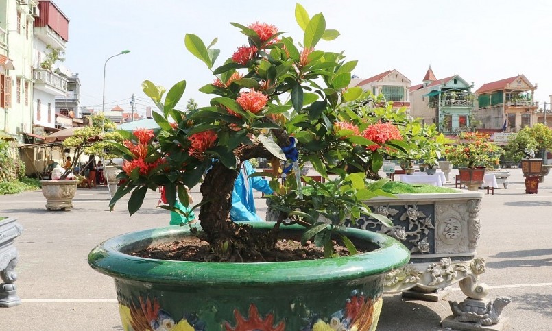 Có những bonsai mẫu đơn cổ thụ dáng đẹp trị giá hàng trăm triệu đồng.